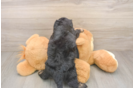 Mini Doxiedoodle Puppy for Adoption