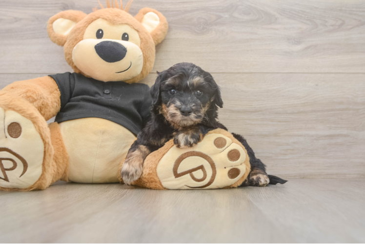 Mini Doxiedoodle Puppy for Adoption