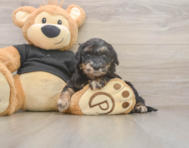 5 week old Mini Doxiedoodle Puppy For Sale - Seaside Pups