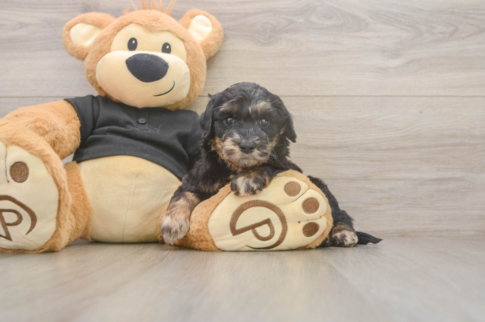 5 week old Mini Doxiedoodle Puppy For Sale - Seaside Pups