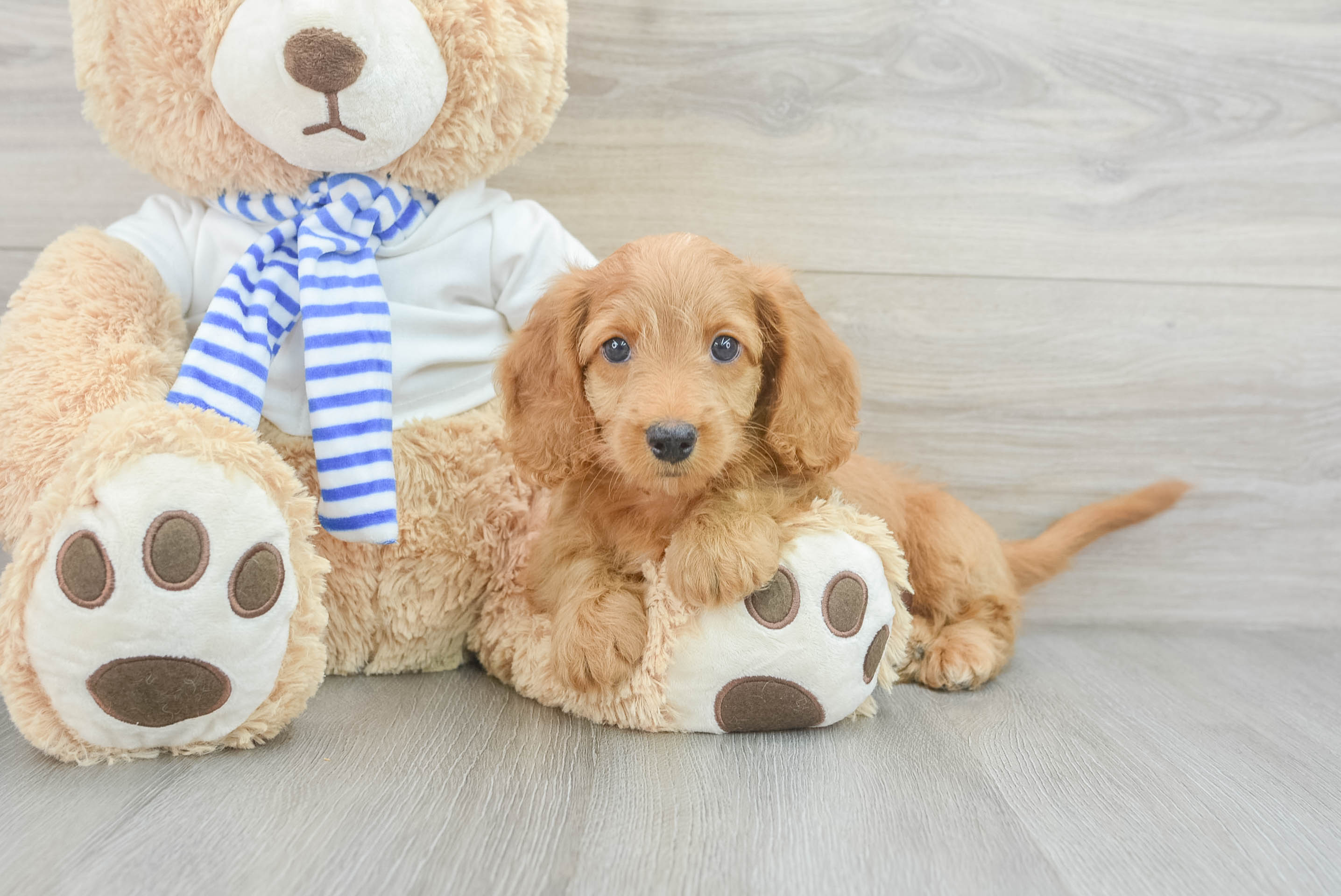Cute Mini Doxiedoodle Poodle Mix Pup