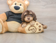 8 week old Mini Doxiedoodle Puppy For Sale - Seaside Pups