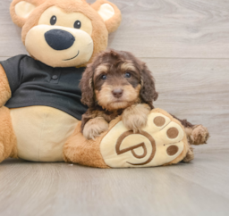 8 week old Mini Doxiedoodle Puppy For Sale - Seaside Pups