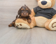 5 week old Mini Doxiedoodle Puppy For Sale - Seaside Pups