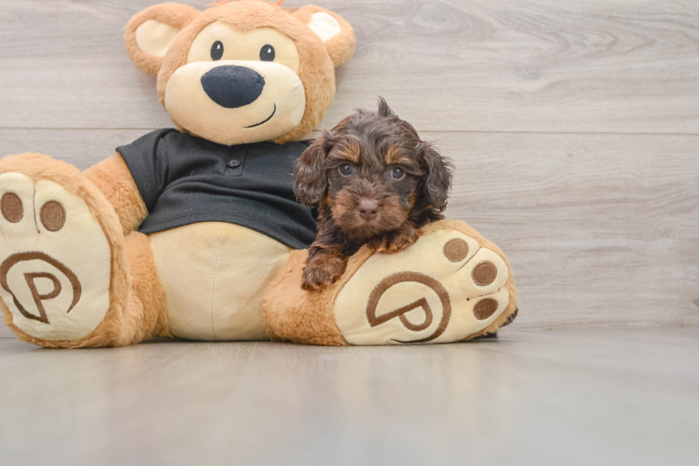 Cute Mini Doxie Poo Poodle Mix Puppy