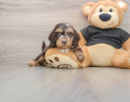 5 week old Mini Doxiedoodle Puppy For Sale - Seaside Pups