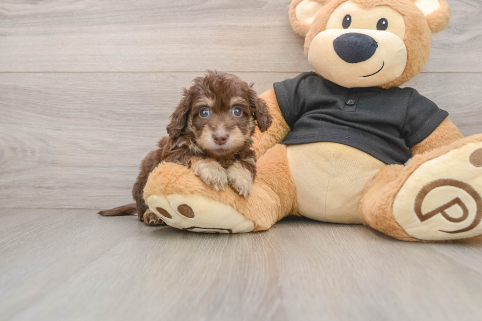 Best Mini Doxiedoodle Baby