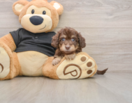 5 week old Mini Doxiedoodle Puppy For Sale - Seaside Pups