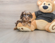 5 week old Mini Doxiedoodle Puppy For Sale - Seaside Pups