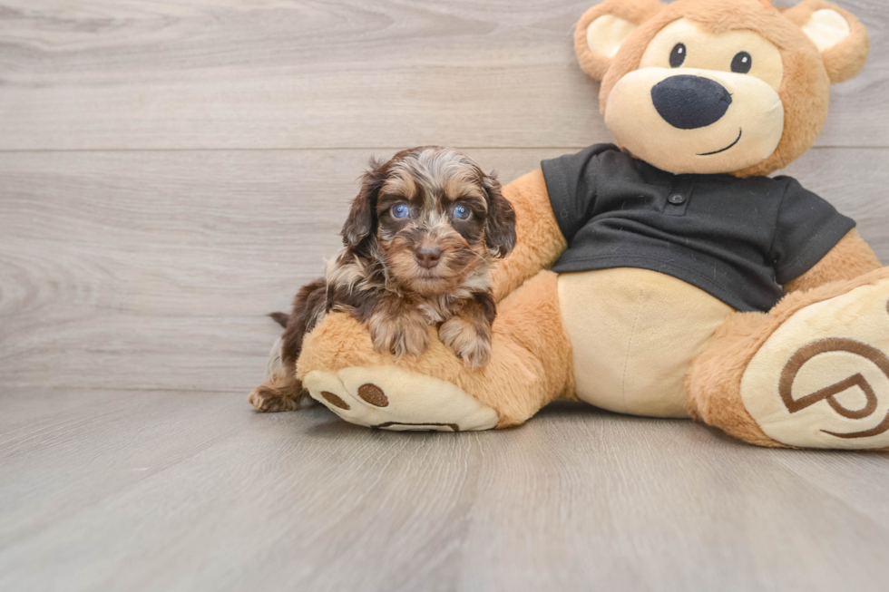 Cute Mini Doxie Poo Poodle Mix Puppy