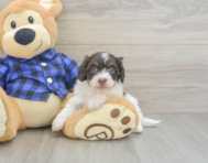 5 week old Mini Doxiedoodle Puppy For Sale - Seaside Pups