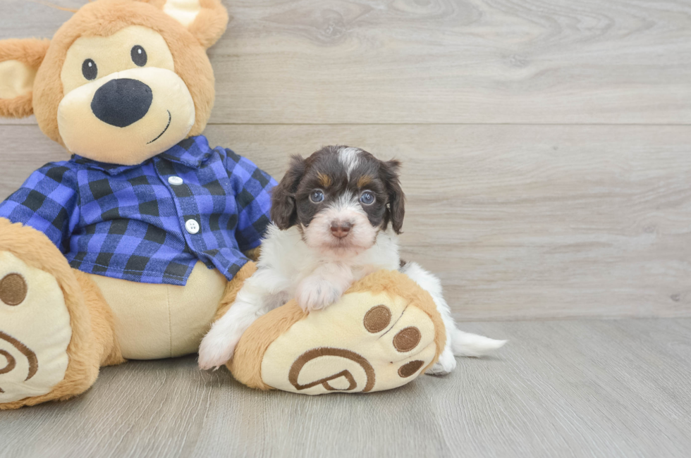 6 week old Mini Doxiedoodle Puppy For Sale - Seaside Pups