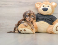 5 week old Mini Doxiedoodle Puppy For Sale - Seaside Pups