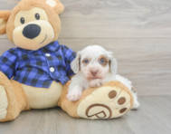 5 week old Mini Doxiedoodle Puppy For Sale - Seaside Pups