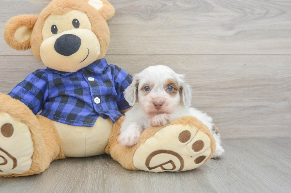 6 week old Mini Doxiedoodle Puppy For Sale - Seaside Pups