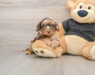 5 week old Mini Doxiedoodle Puppy For Sale - Seaside Pups
