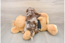 Best Mini Doxiedoodle Baby