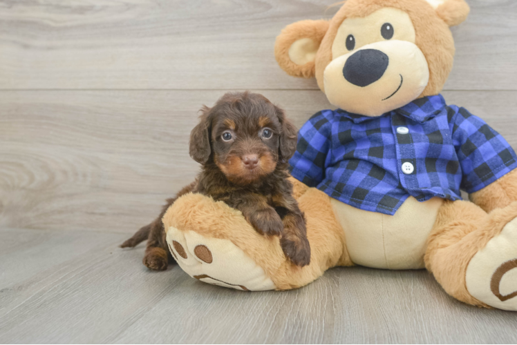 Mini Doxiedoodle Puppy for Adoption