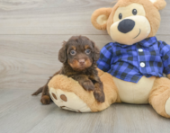 5 week old Mini Doxiedoodle Puppy For Sale - Seaside Pups