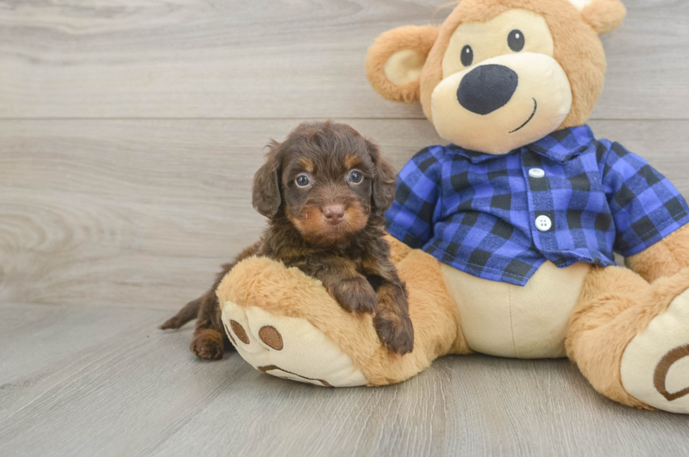 5 week old Mini Doxiedoodle Puppy For Sale - Seaside Pups