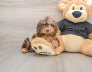5 week old Mini Doxiedoodle Puppy For Sale - Seaside Pups