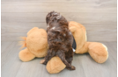 Best Mini Doxiedoodle Baby