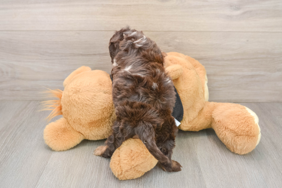 Best Mini Doxiedoodle Baby