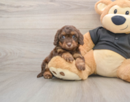 6 week old Mini Doxiedoodle Puppy For Sale - Seaside Pups