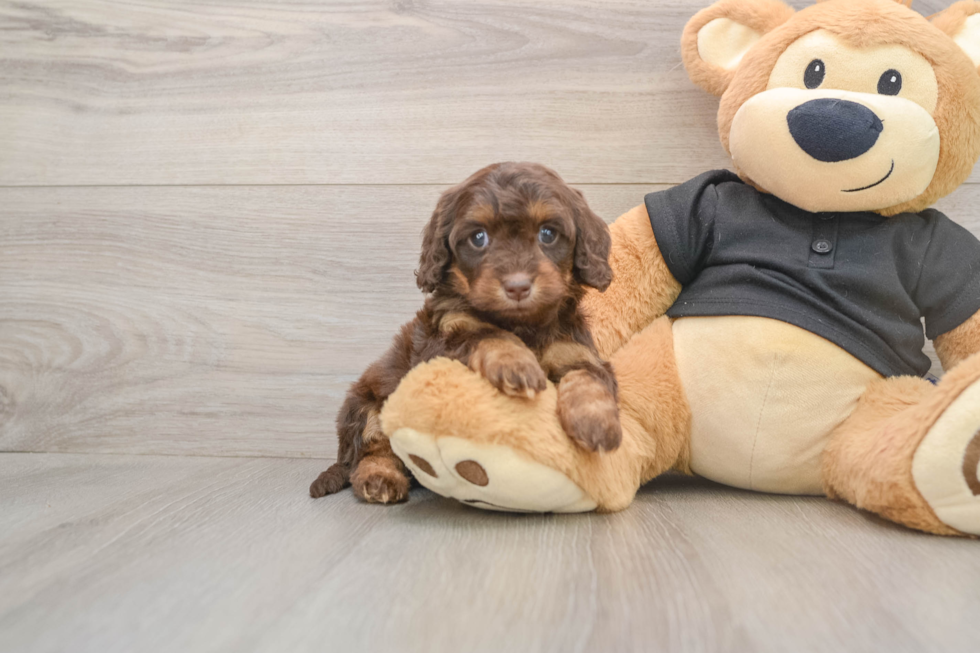 Cute Mini Doxiedoodle Baby