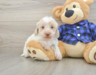 5 week old Mini Doxiedoodle Puppy For Sale - Seaside Pups