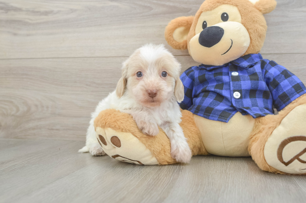 6 week old Mini Doxiedoodle Puppy For Sale - Seaside Pups