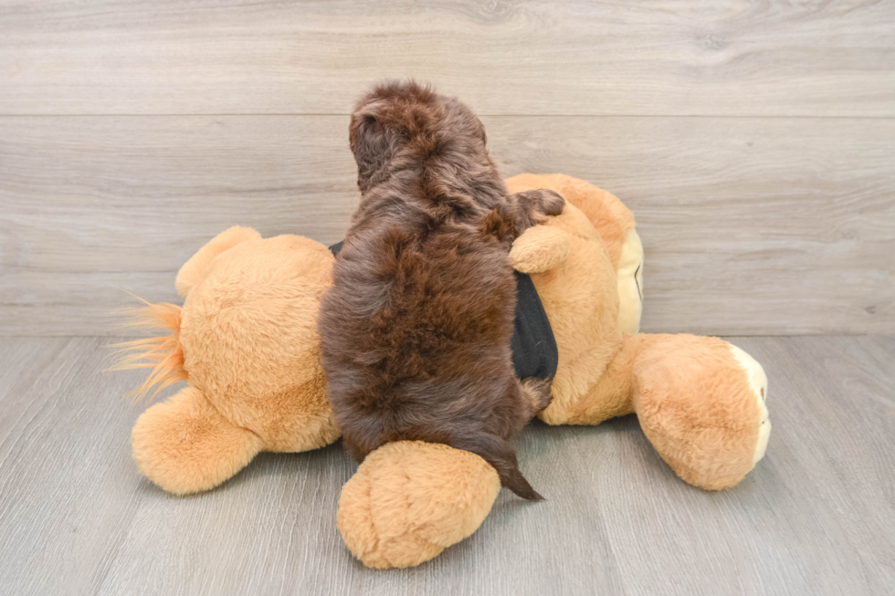 Cute Mini Doxiedoodle Baby