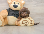 5 week old Mini Doxiedoodle Puppy For Sale - Seaside Pups