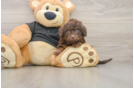 Mini Doxiedoodle Puppy for Adoption