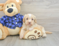5 week old Mini Doxiedoodle Puppy For Sale - Seaside Pups