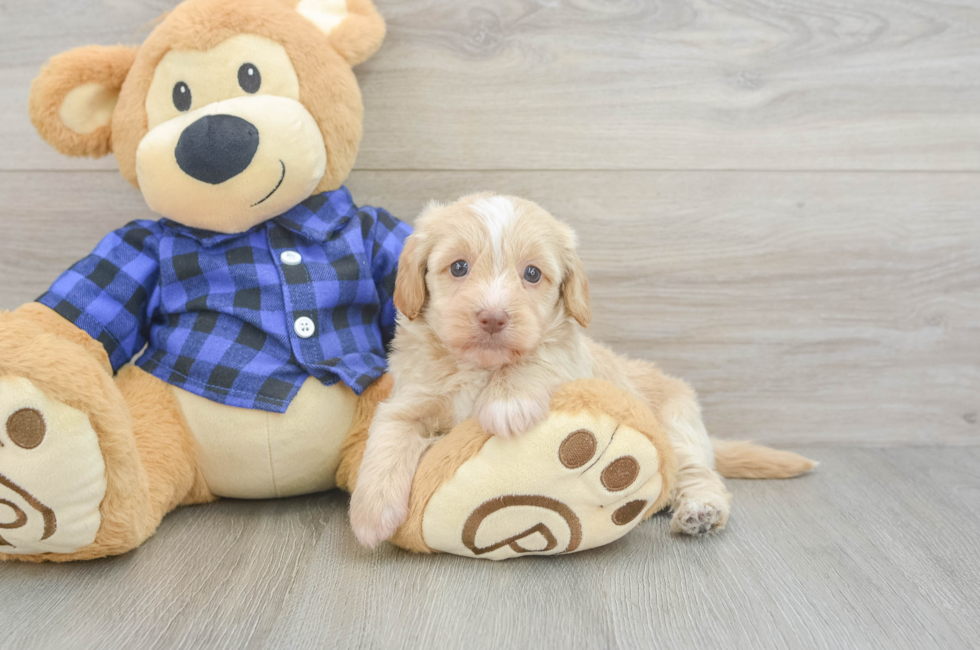 6 week old Mini Doxiedoodle Puppy For Sale - Seaside Pups