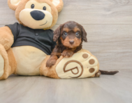 7 week old Mini Doxiedoodle Puppy For Sale - Seaside Pups