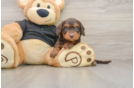 Cute Mini Doxiedoodle Poodle Mix Pup