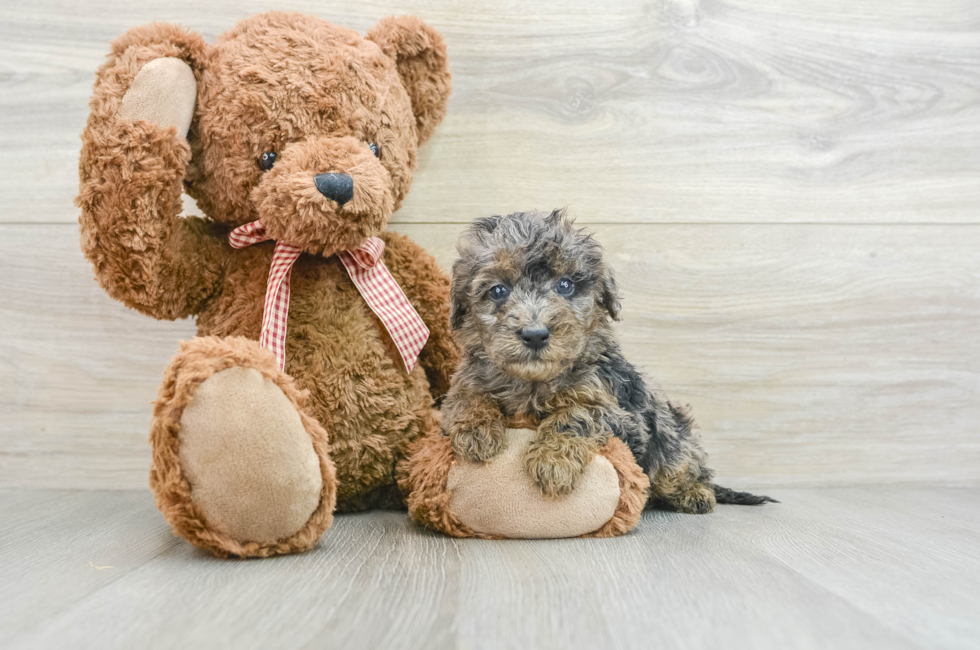 5 week old Mini Goldendoodle Puppy For Sale - Seaside Pups