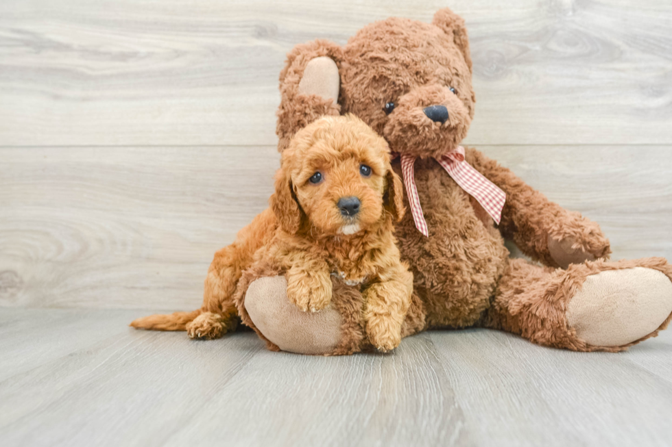 Petite Mini Goldendoodle Poodle Mix Pup