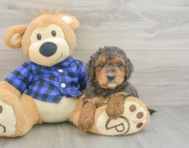 8 week old Mini Goldendoodle Puppy For Sale - Seaside Pups