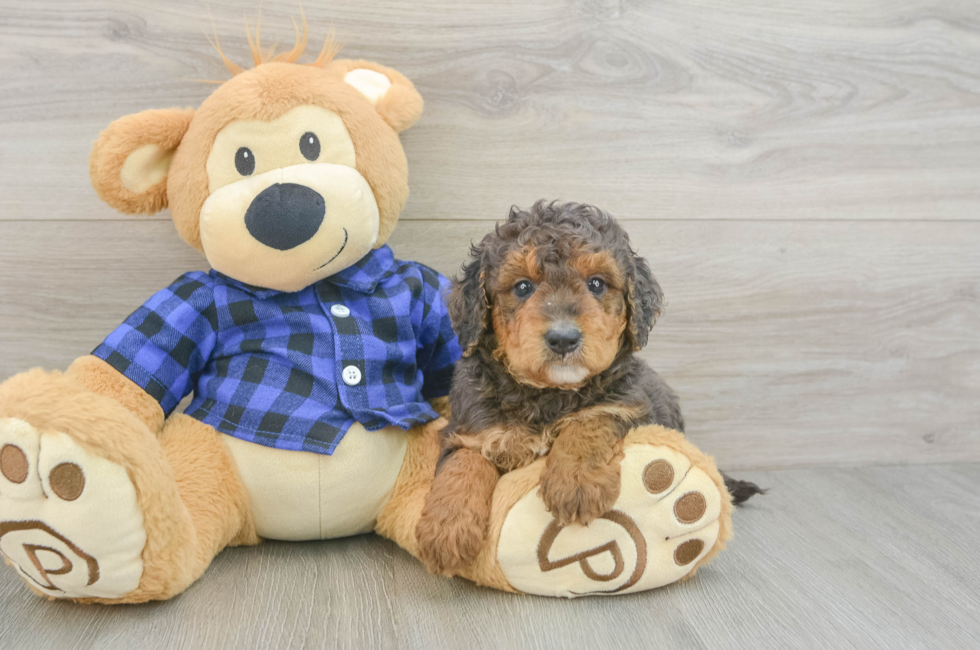 5 week old Mini Goldendoodle Puppy For Sale - Seaside Pups