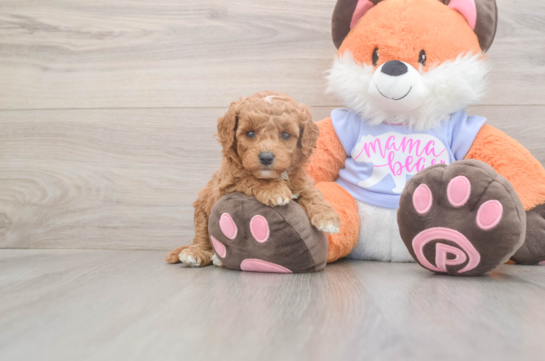 5 week old Mini Goldendoodle Puppy For Sale - Seaside Pups Playful Mini Groodle Poodle Mix Puppy