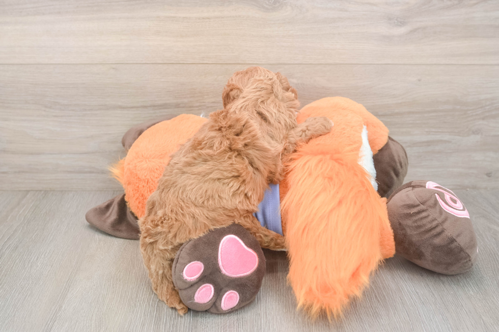Meet Adora - our Mini Goldendoodle Puppy Photo  3/3 - Seaside Pups Small Mini Goldendoodle Baby
