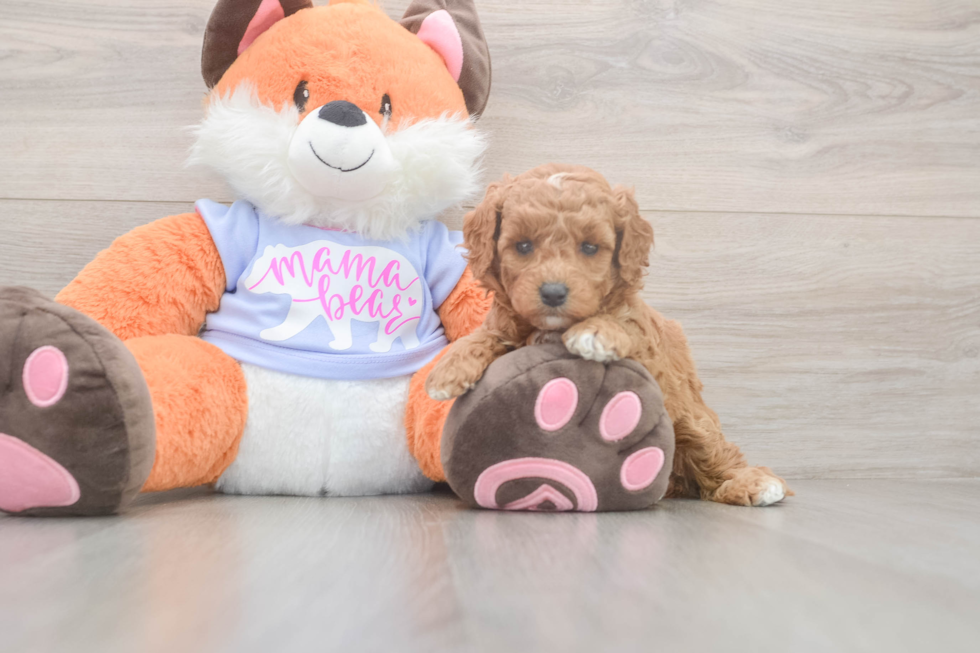 Meet Adora - our Mini Goldendoodle Puppy Photo  2/3 - Seaside Pups Mini Goldendoodle Puppy for Adoption