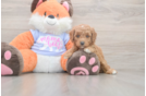 Meet Adora - our Mini Goldendoodle Puppy Photo  2/3 - Seaside Pups Mini Goldendoodle Puppy for Adoption