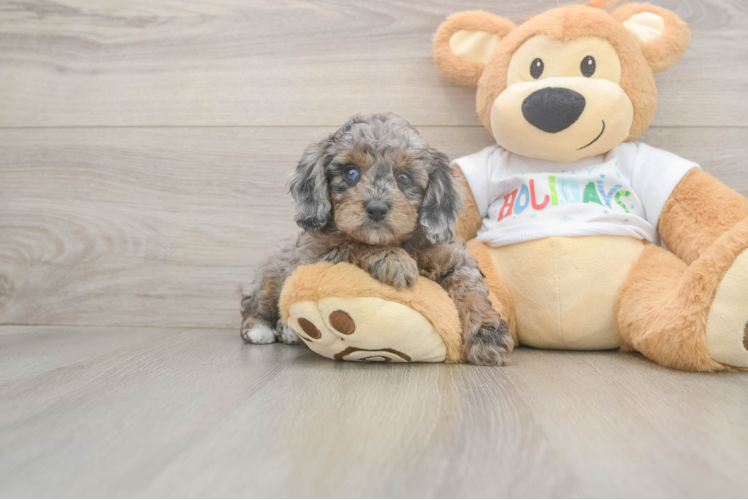 Happy Mini Goldendoodle Baby