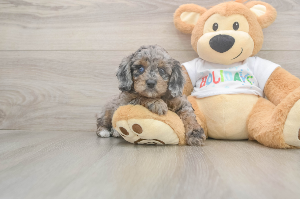 6 week old Mini Goldendoodle Puppy For Sale - Seaside Pups