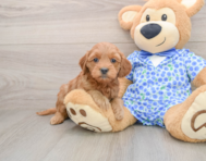 8 week old Mini Goldendoodle Puppy For Sale - Seaside Pups