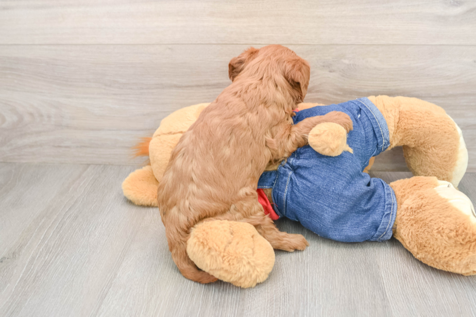 Friendly Mini Goldendoodle Baby